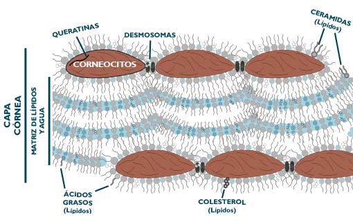 ¿QUÉ ES EL ESTRATO CÓRNEO DE LA EPIDERMIS? - Isabel Mayoral