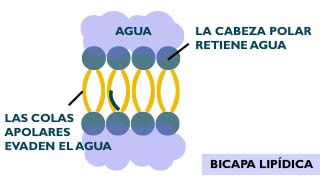Tipos-de-piel Los lípidos tienen un papel fundamental en los tipos de piel