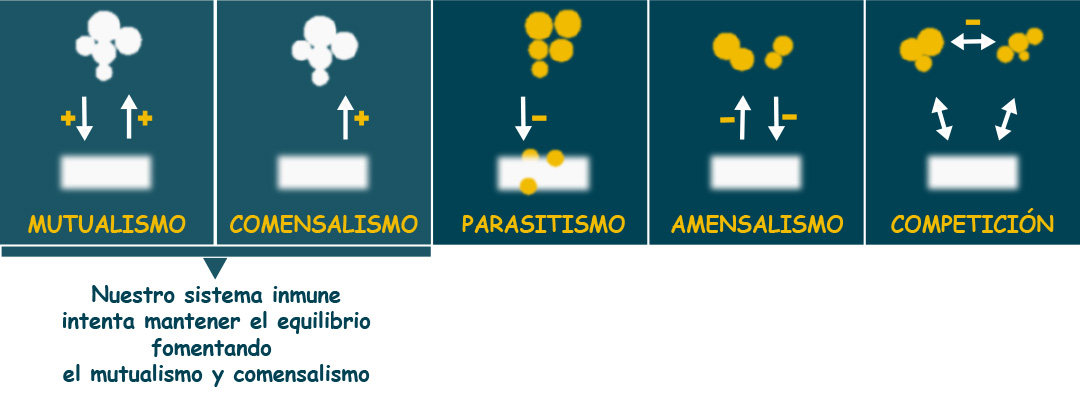 Microbiota-de-la-piel Relaciones simbióticas de la microbiota de la piel